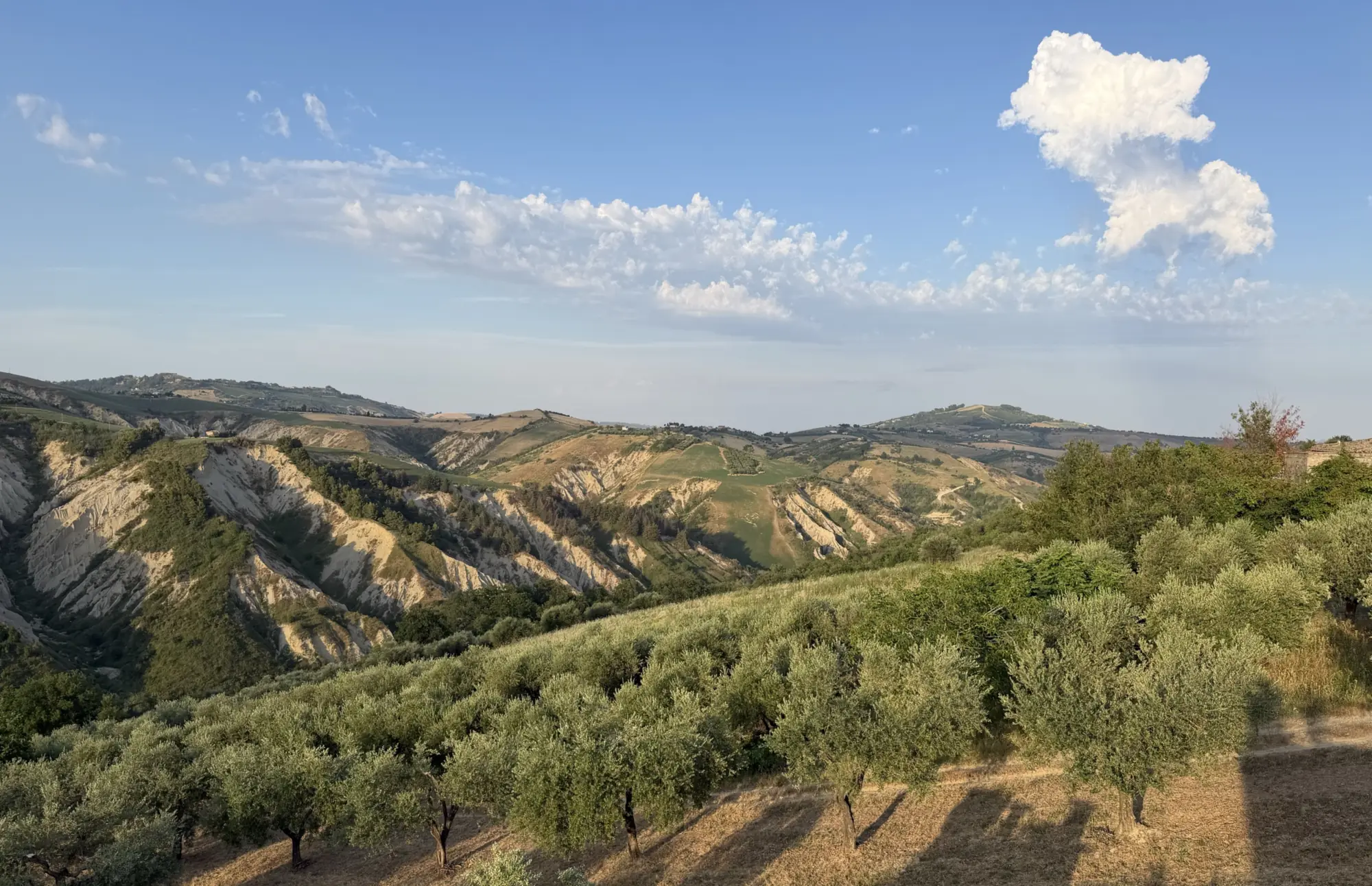 Gli ulivi di Casa Leone nella luce dorata del tramonto