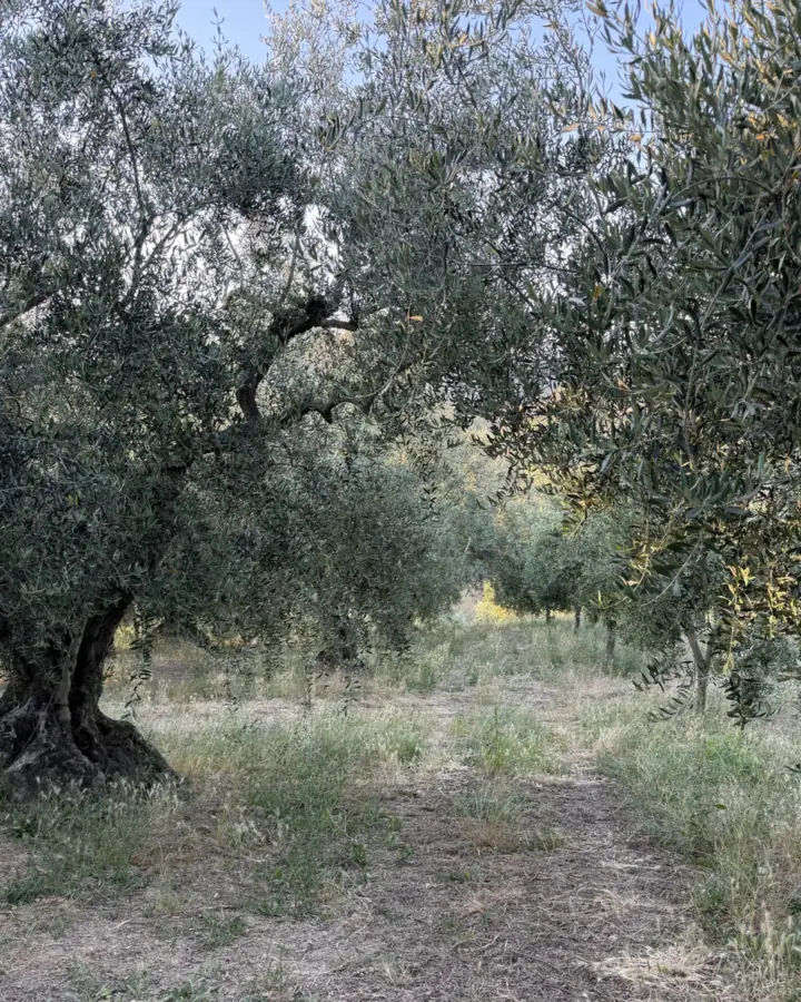 Il tronco di un ulivo secolare tra i filari di Casa Leone